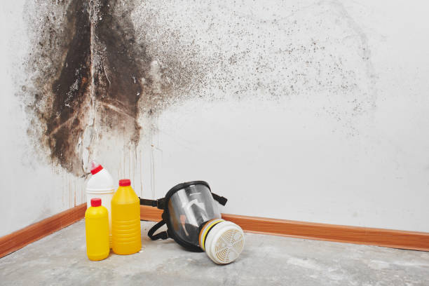 Best Office Mold Removal Services  in Grapeland, TX
