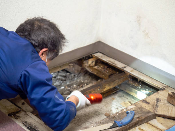 Best Mold Damage Repair  in Grapeland, TX