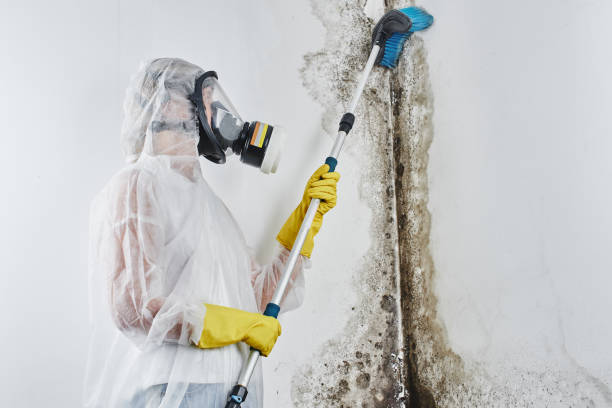 Best Black Mold Removal  in Grapeland, TX