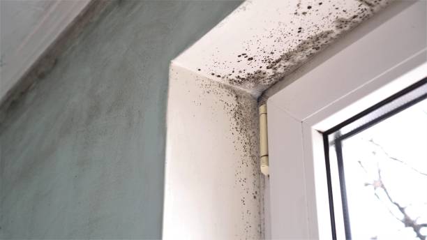 Best Mold Testing  in Grapeland, TX