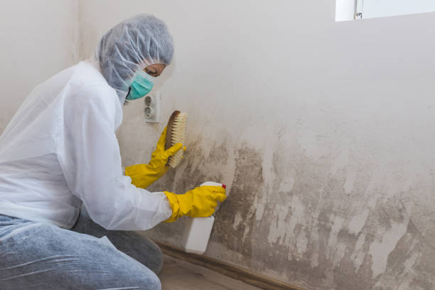 Best Attic Mold Removal  in Grapeland, TX