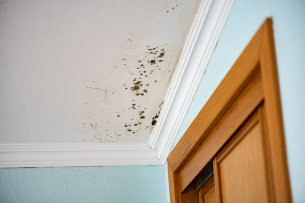 Best Mold Removal Near Me  in Grapeland, TX