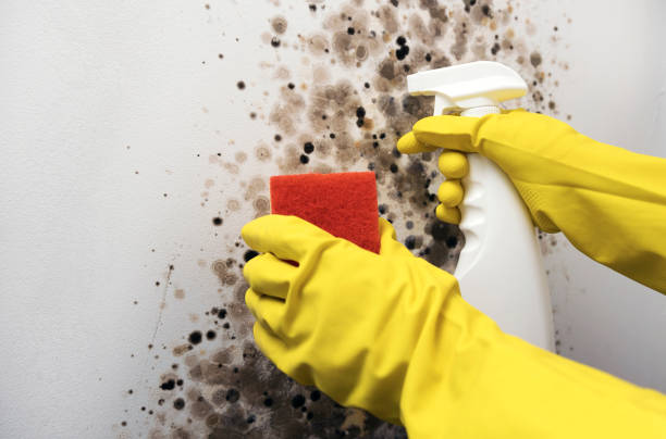 Best Toxic Mold Removal  in Grapeland, TX