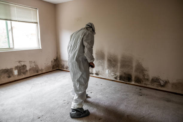 Best Mold Cleaning Services  in Grapeland, TX