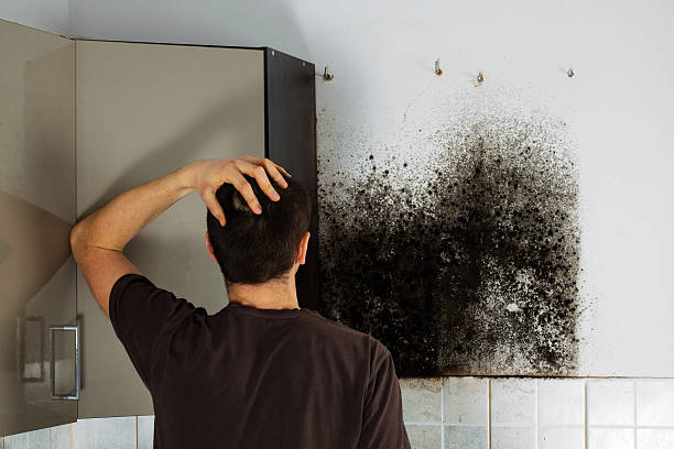 Best Mold Removal Company Near Me  in Grapeland, TX