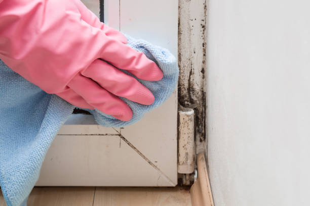 Best Commercial Mold Removal  in Grapeland, TX