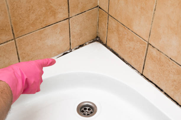 Mold Removal and Inspection in Grapeland, TX